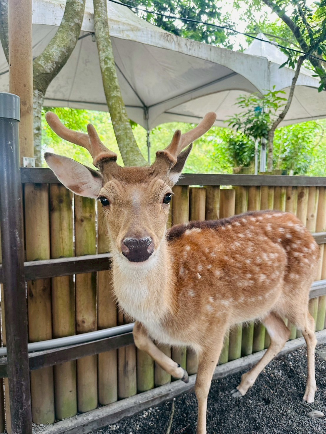 高山杜鵑 苗栗桐花 親子農場
