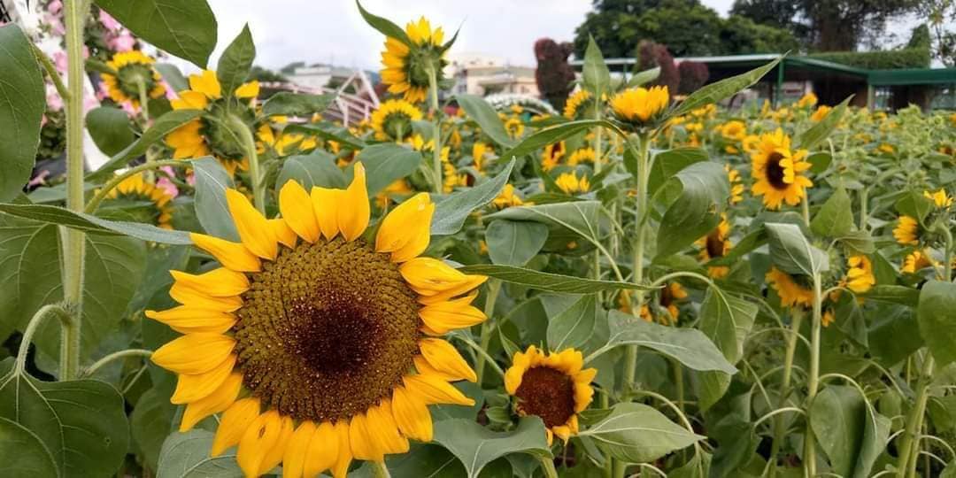 花海